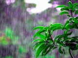 Regnvand: Hvorfor bør du have en regnvandsfaskine?